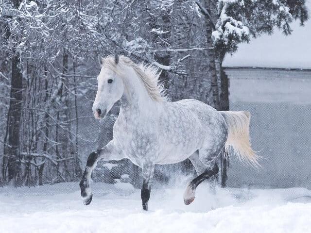 Orlov Trotter