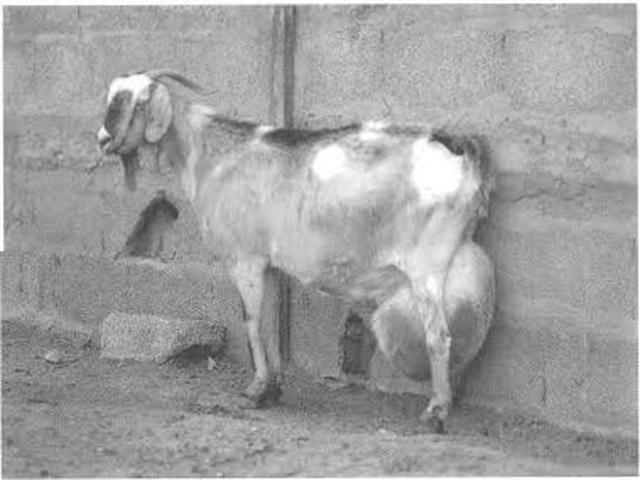 Oropesa goat