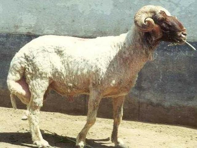 Ossimi sheep