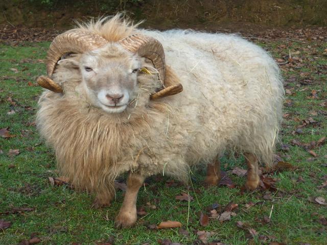 Ouessant sheep