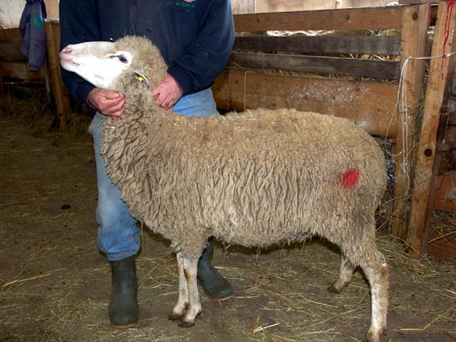 Pagliarola sheep