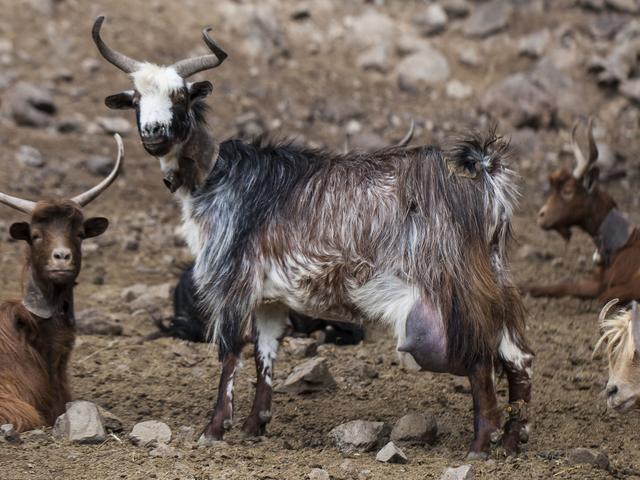 Palmera goat