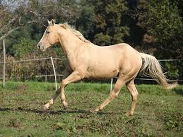 Palomino