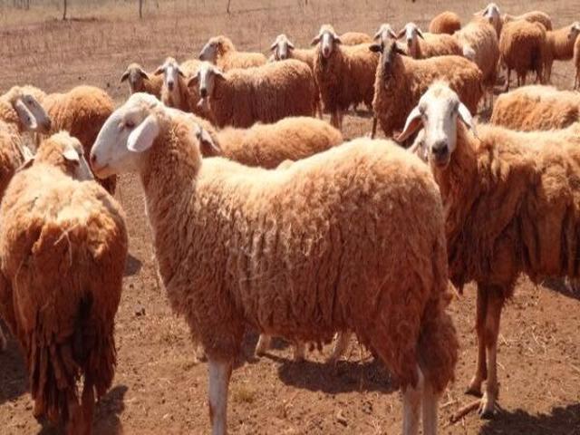 Pantaneira sheep