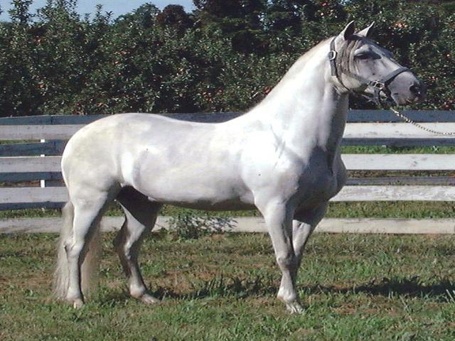 Paso Fino