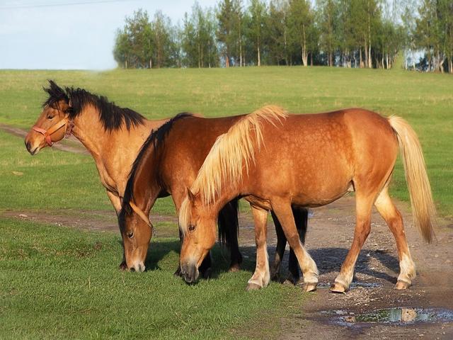 Pechora horse