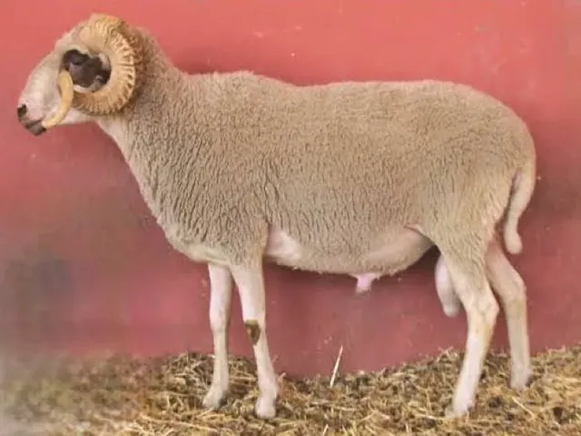 Pirlak sheep