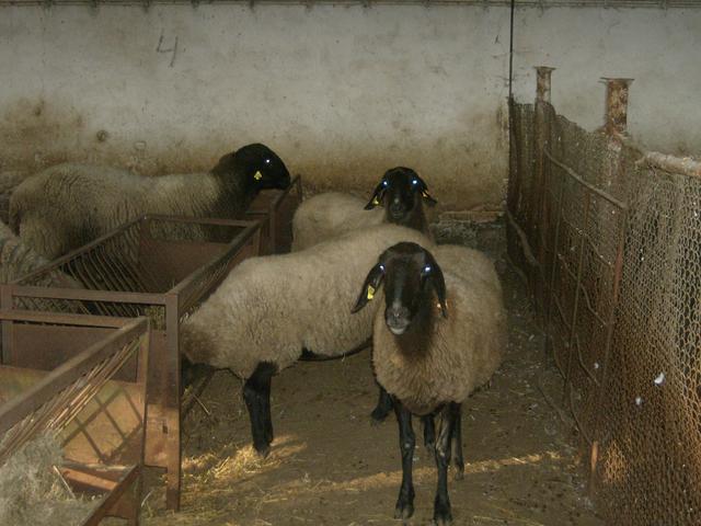 Pleven Blackhead sheep