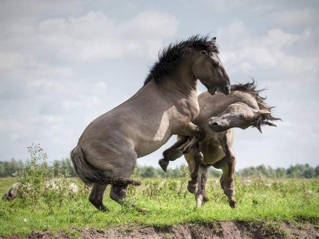 Коник польский
