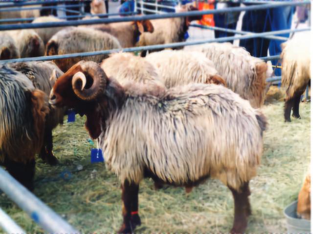 Qashqai sheep