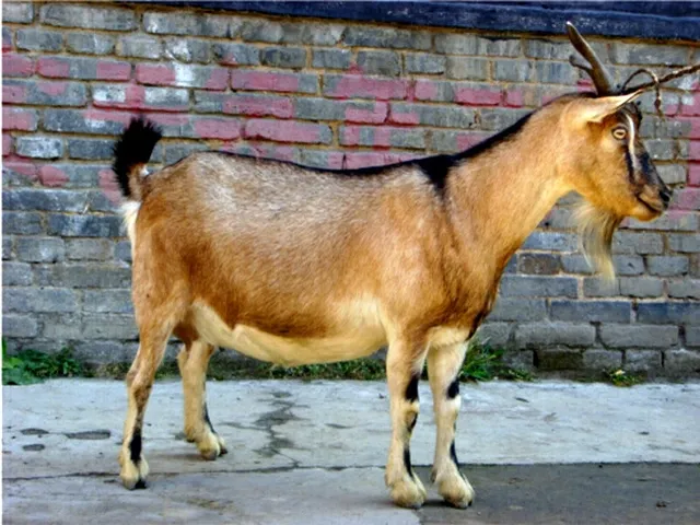 Цанбэй коза