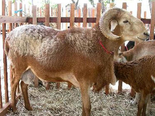 Rabo largo sheep