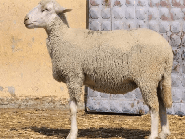 Ramlic sheep