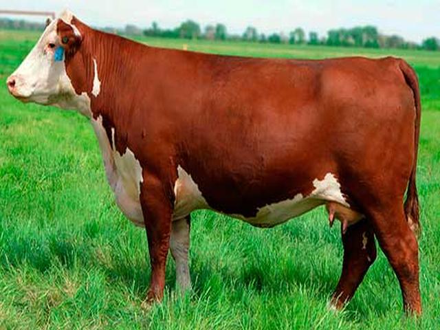 Red Belarusian cow