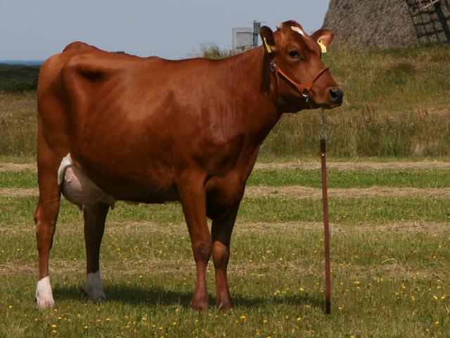Vaca roja danesa