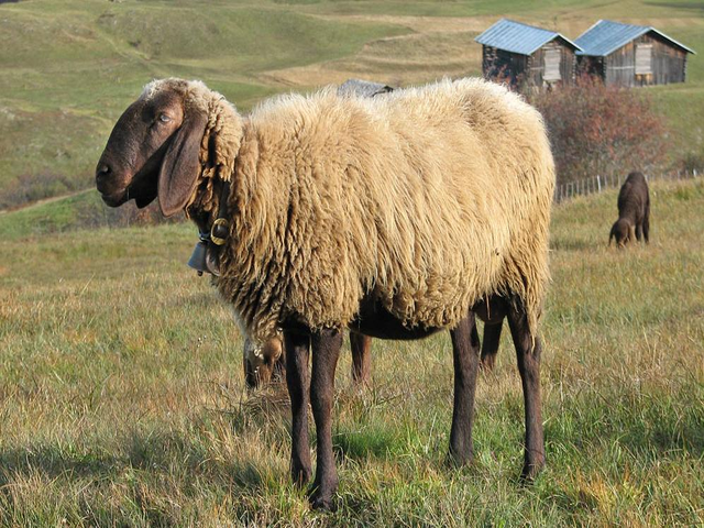 Red Engadine sheep