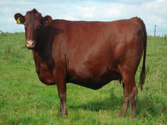 Red Polled Cow