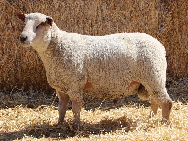 Rideau Arcott sheep