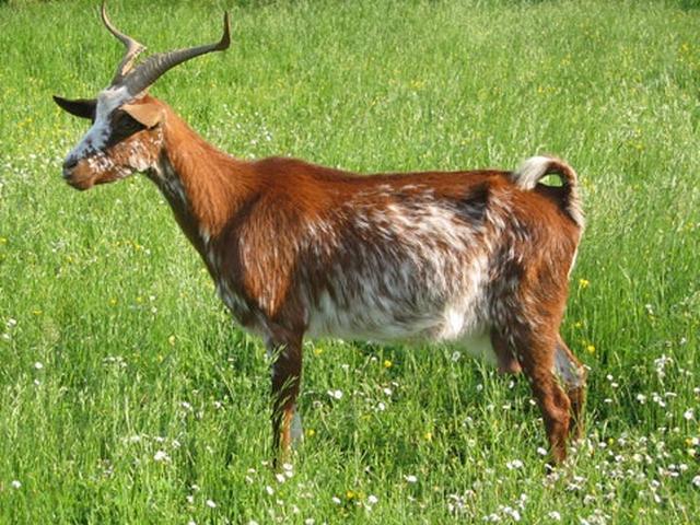Rove goats