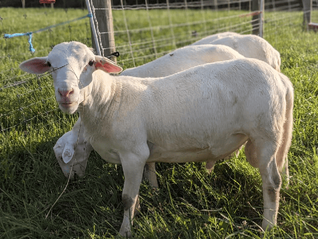 Royal White sheep