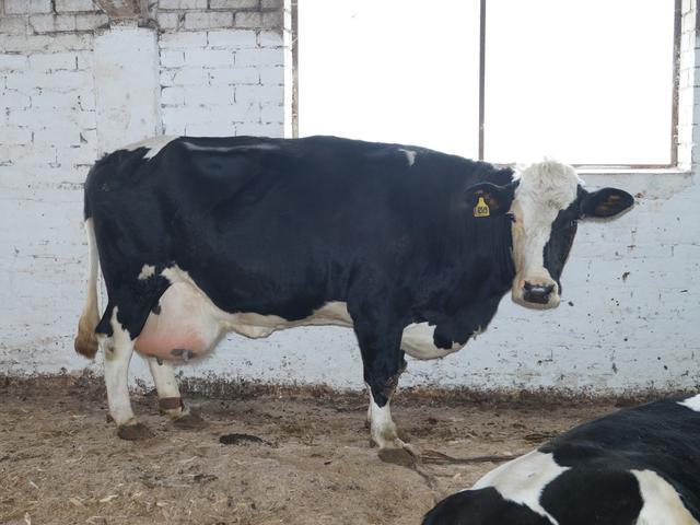 Russian Black pied cattle