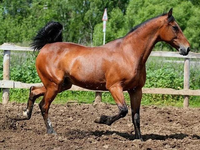 Русский рысак
