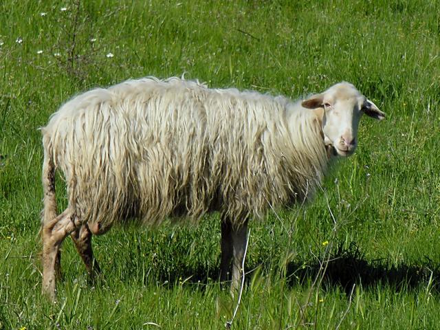 Sarda sheep