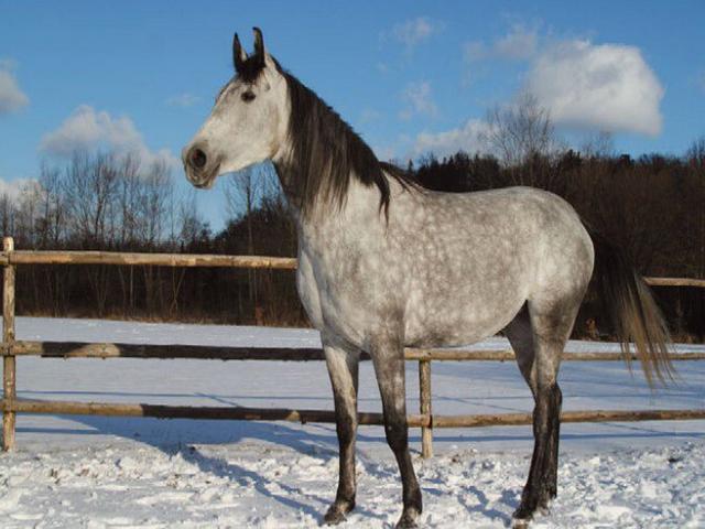 Shagya
