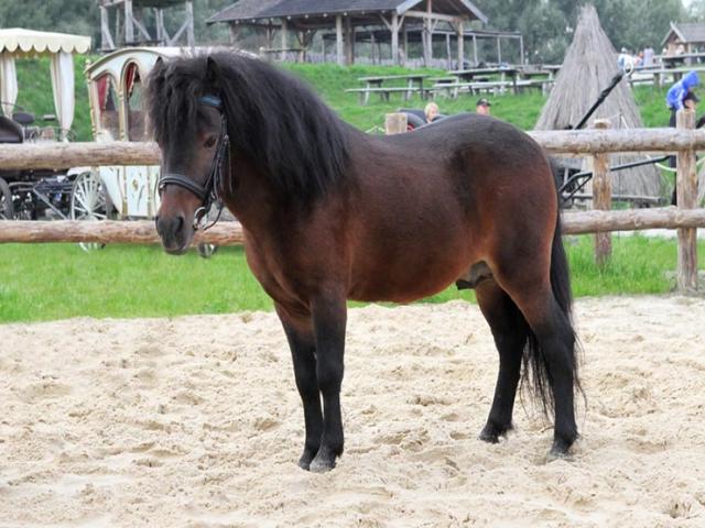 Shetland Pony