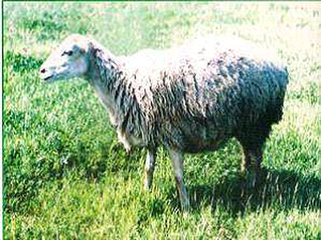 Shirvan sheep