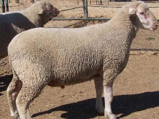 South African Mutton Merino sheep