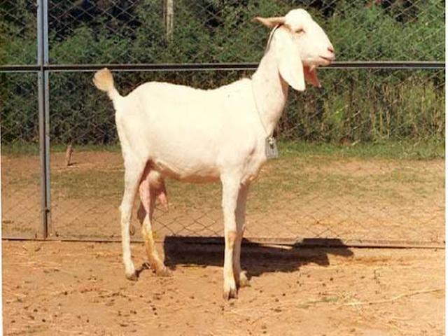 Surati goats
