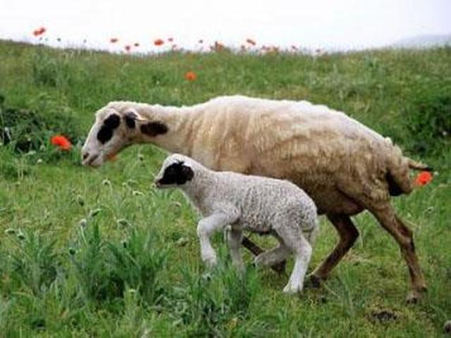 Taleshi sheep