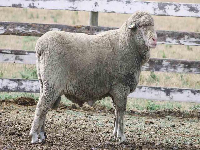 Targhee sheep
