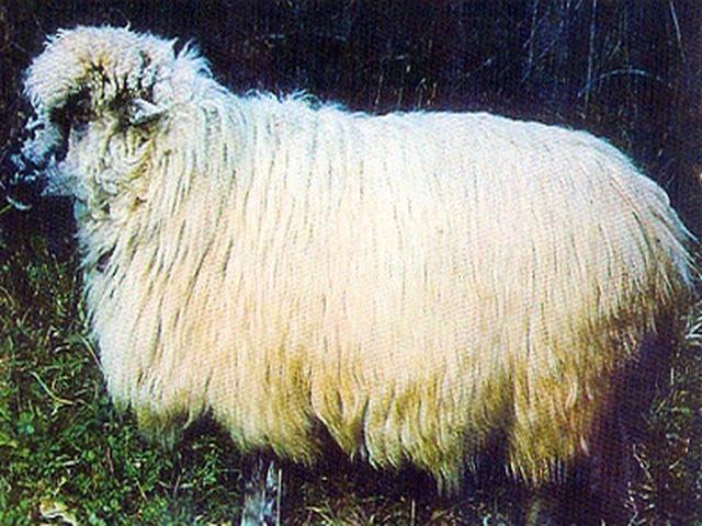 Teteven sheep