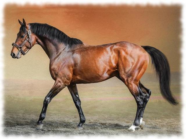 Thoroughbred horse