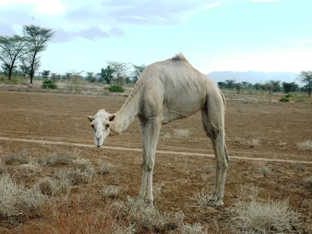Turcana camel