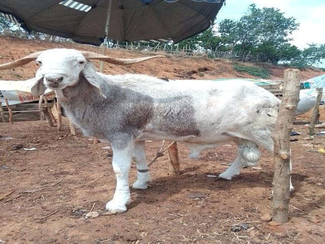 Uda sheep