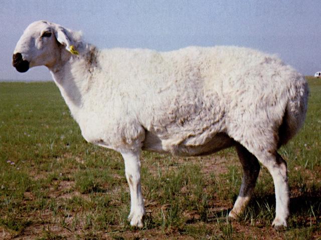 Ujumqin sheep