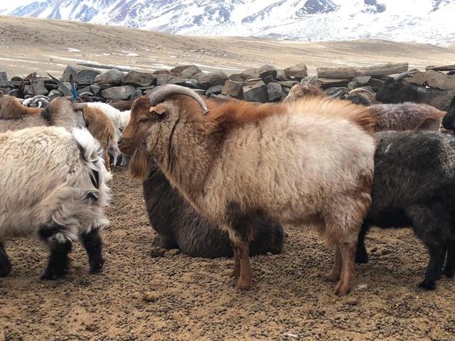 Uulyn-Bor goat