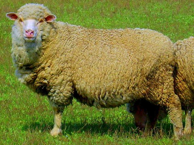 Volgograd sheep