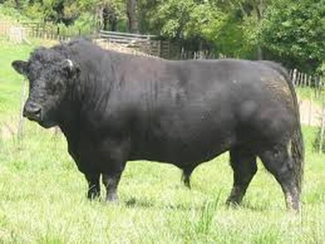 Vaca negra galesa