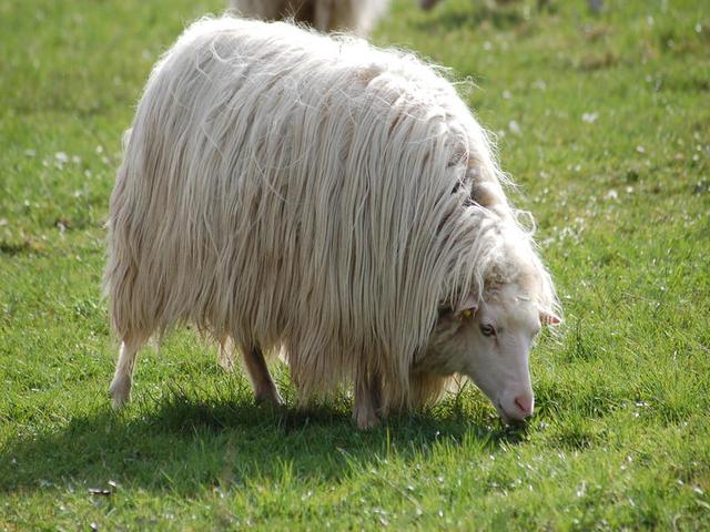 White Polled Heath sheep