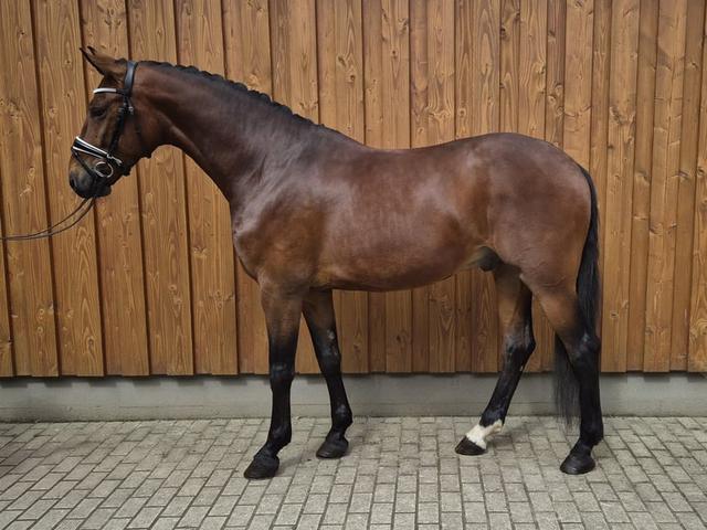 Wurttemberg Horse