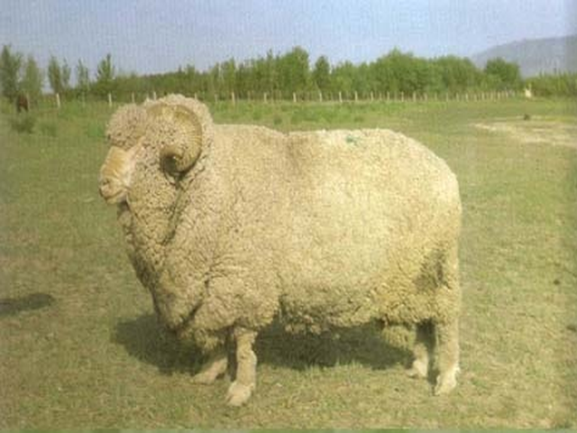 Xinjiang finewool sheep