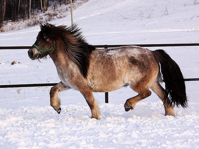 Якутская лошадь