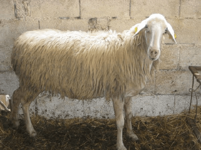 Zakynthos sheep