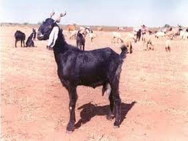 Zalawadi goats