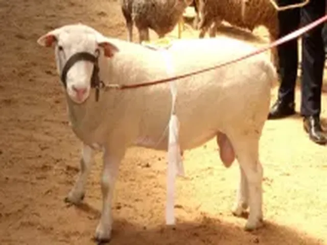 Zelazna Sheep