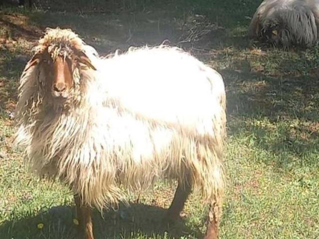Zeta Yellow Sheep